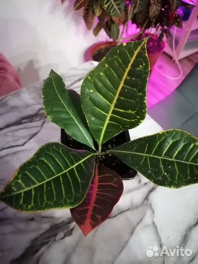 Кодиеум кротон