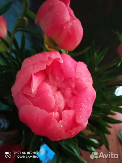 Пионы Сара Бернар и Корал шарм