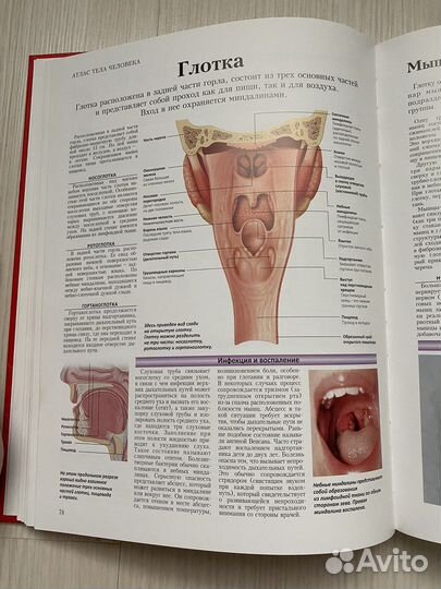 Атлас по анатомии