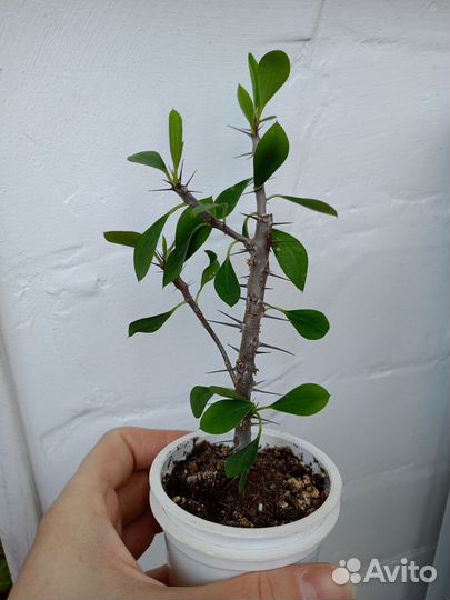 Молочай Миля