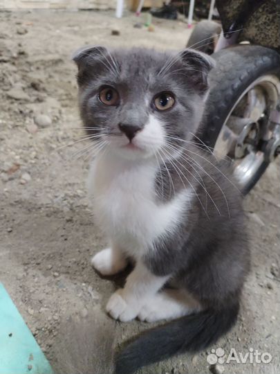 Котёнок в добрые руки
