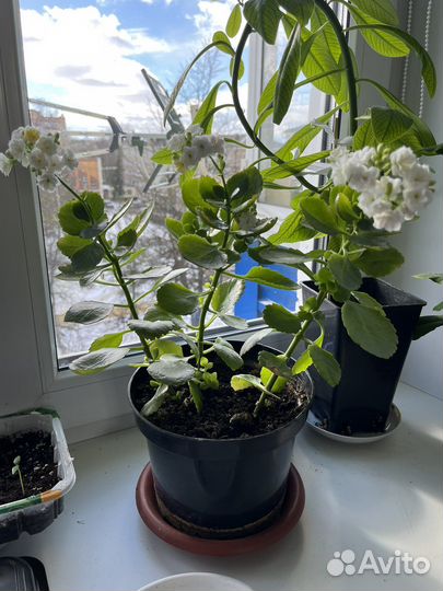 Пеларгония, каланхоэ