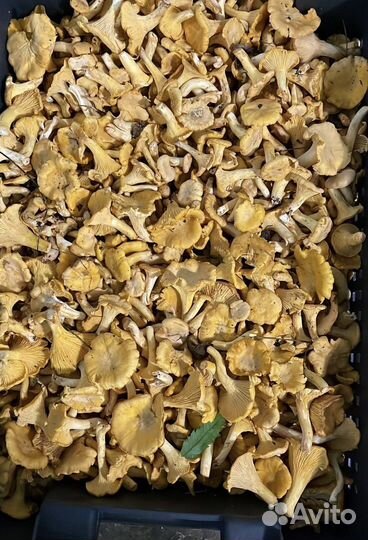 Грибы лисички свежие