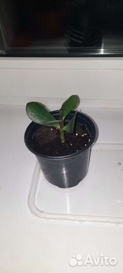 Цветок толстянка