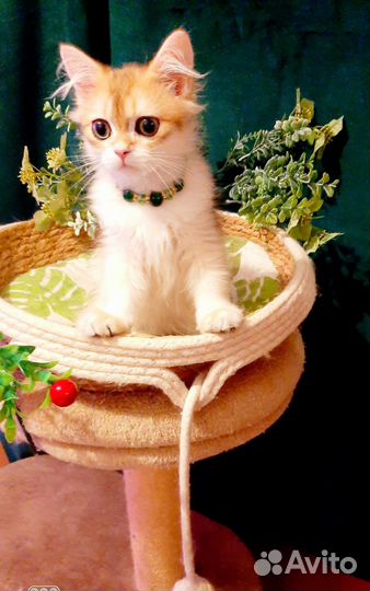 Золотой мальчишка