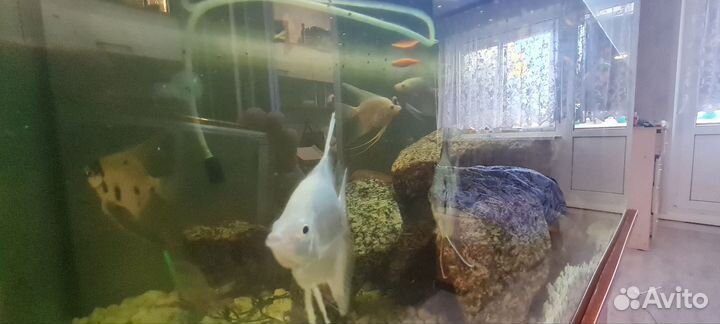 Аквариум 350 литров с тумбой
