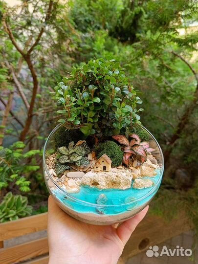 Бонсай во флорариуме (размер М)
