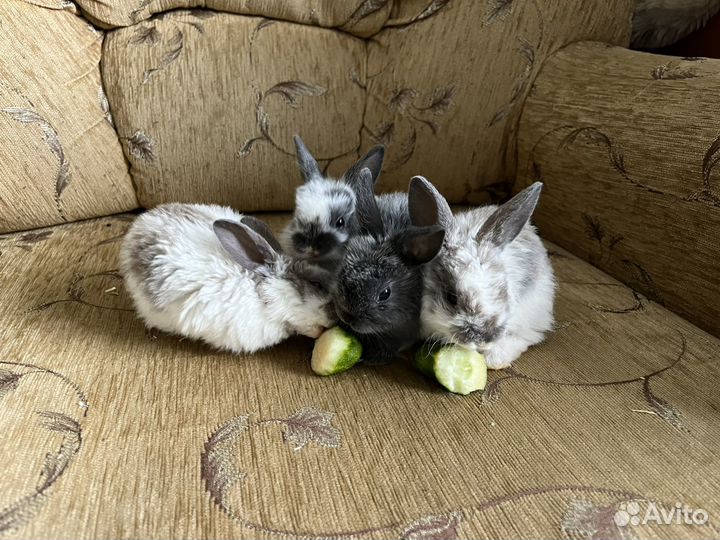 Декоративные кролики