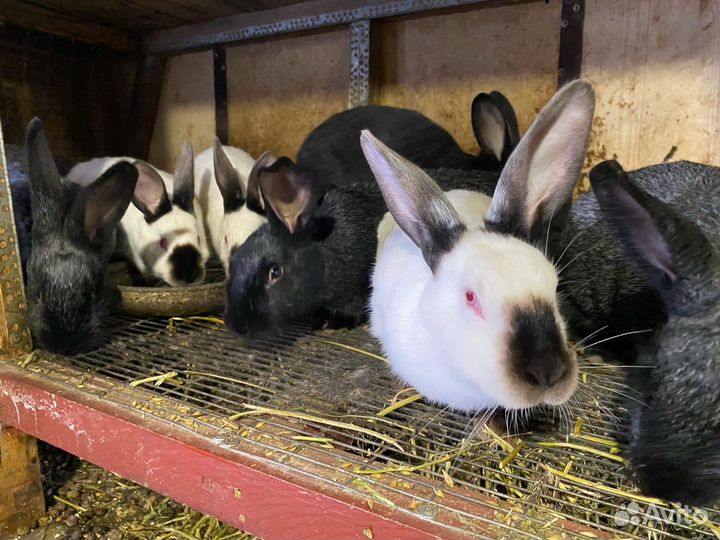 Кролики полтавское серебро