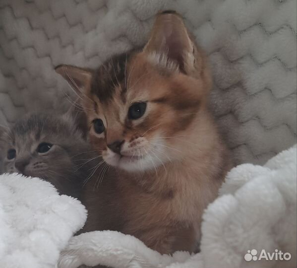 Котята чаузи