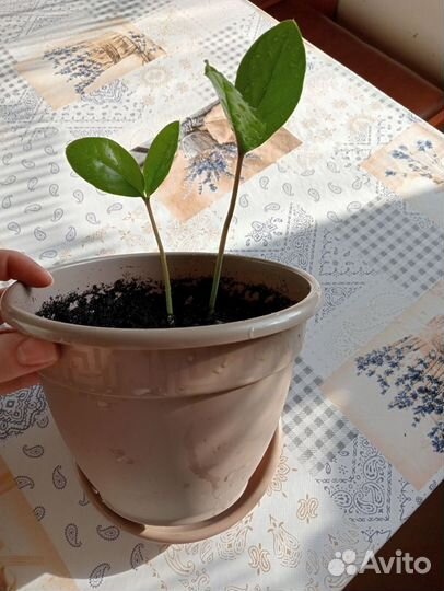 Замиокулькас