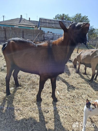 Чешский козёл