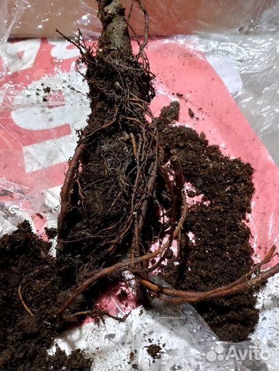 Продаю саженцы