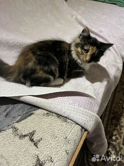 Трехцветный котенок девочка