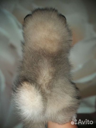 Пухляшка Померанский шпиц медвежьего типа