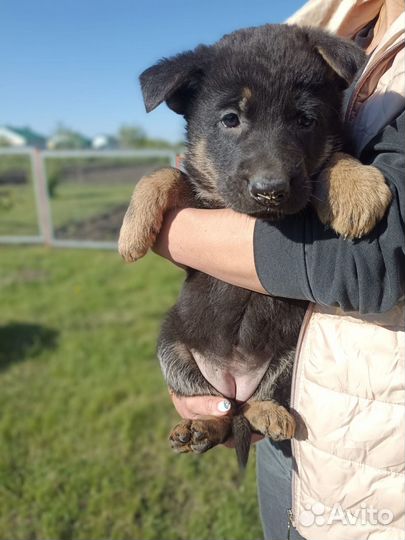 Восточноевропейская овчарка