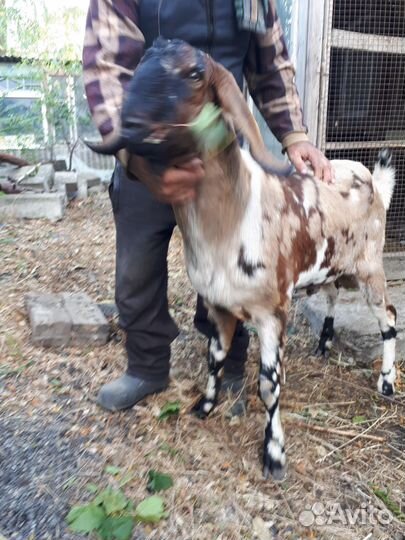 Нубийский козлик.случка