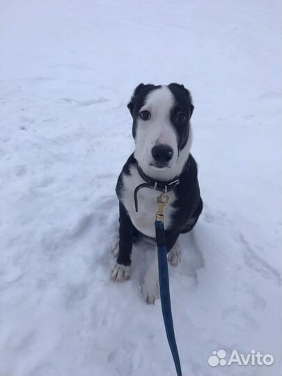 Передержка собак, кошек, грызунов