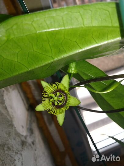 Пассифлора летучая мышь (обмен)