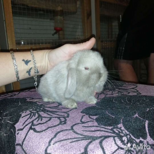 Карликовый кролик