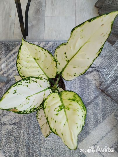 Аглаонема анимани крем