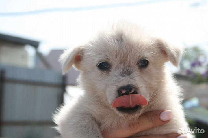 Щенок маленькой собаки