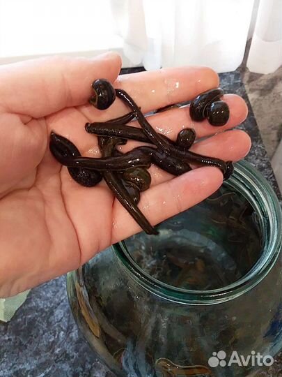 Пиявки медицинские