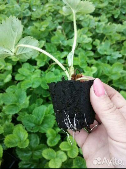 Саженцы клубники