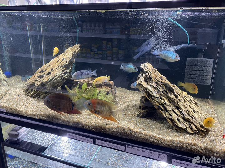 Аквариумные рыбки