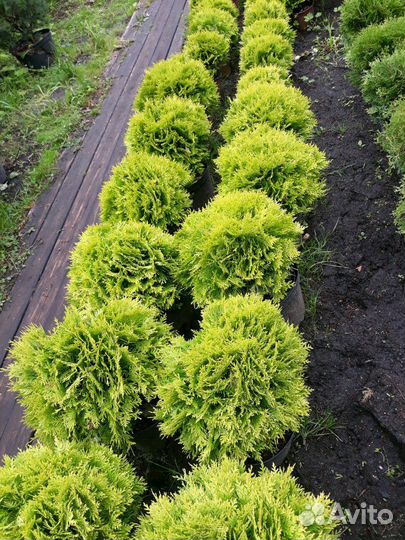 Туи шаровидные даника