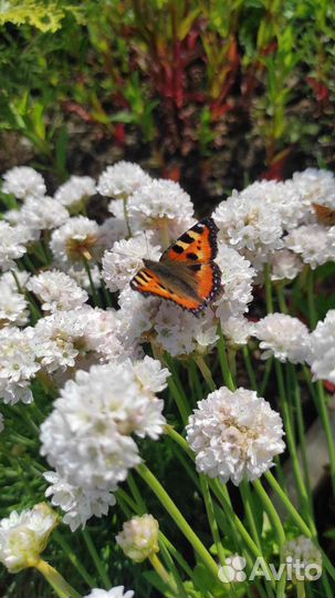 Армерия Джойстик (белая) Armeria pseudarmeria