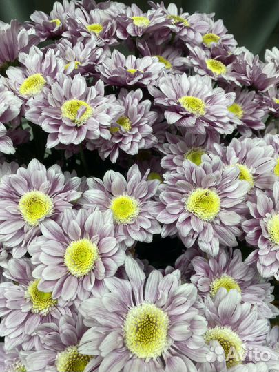 Букет из хризантем. Доставка