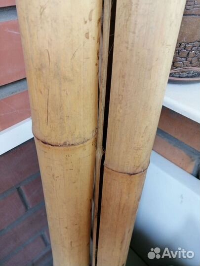 Бамбук ствол