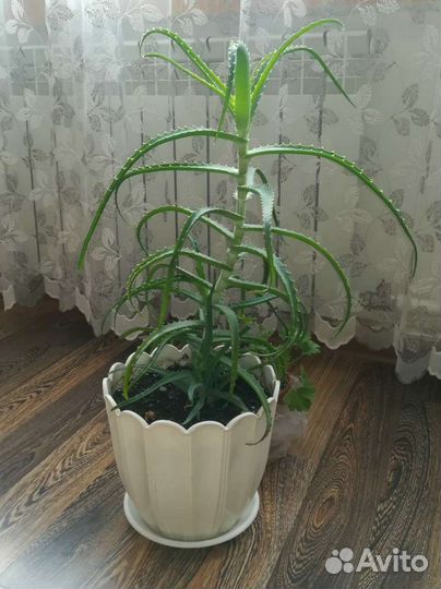 Комнатные цветы алоэ