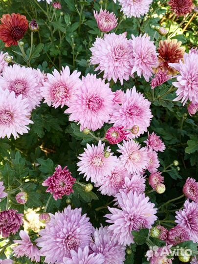 Хризантема корейская