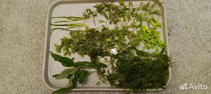 Аквариумные растения прополка