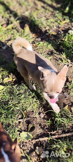 Лиловая мини Чихуахуа