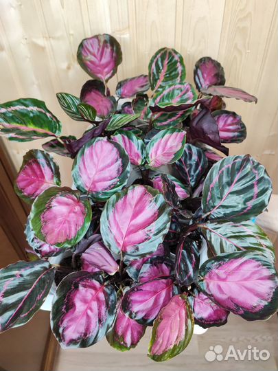 Редкие калатеи, коллекционная калатея