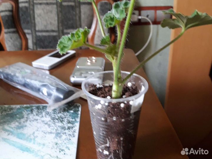 Герань пеларгония