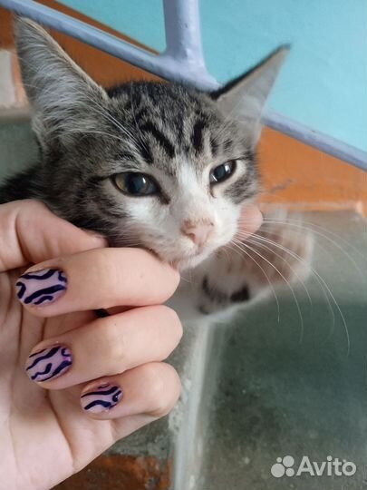 Котенок белый серый