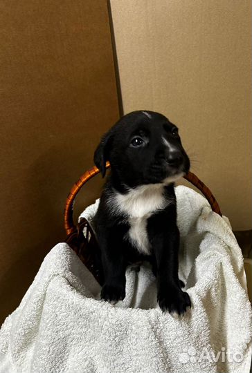 Щенки из приюта