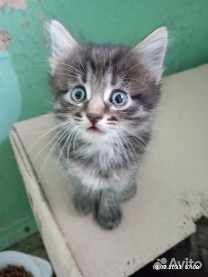 Котята в добрые руки