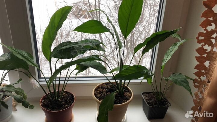 Комнатные растения/цветы спатифиллум