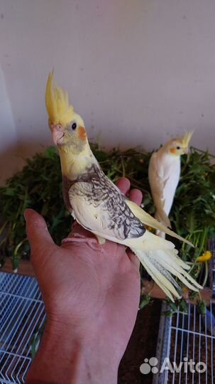 Попугай корелла птенец