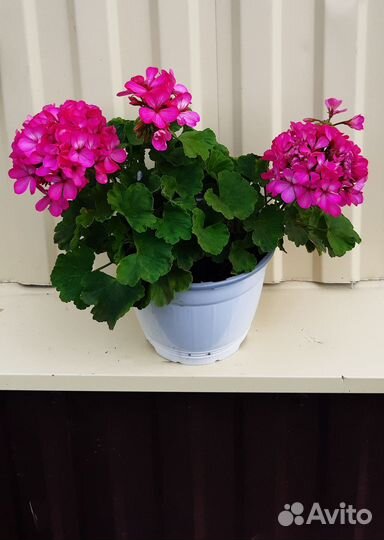 Пеларгония герань