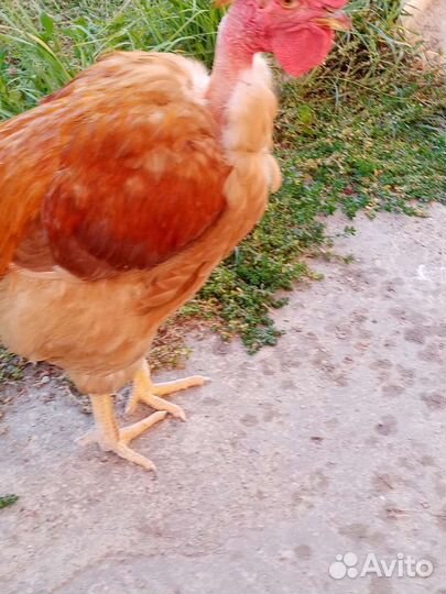 Курица и петух голошейки 4 месяца