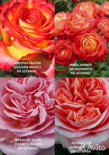 Роза на штамбе