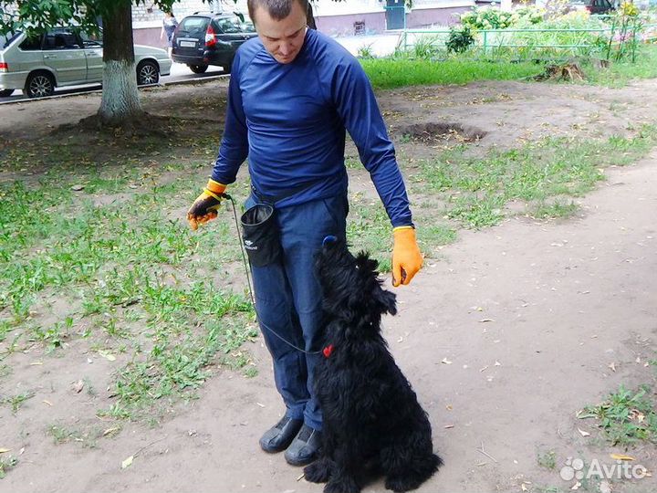 Дрессировка собак. Инструктор. Кинолог