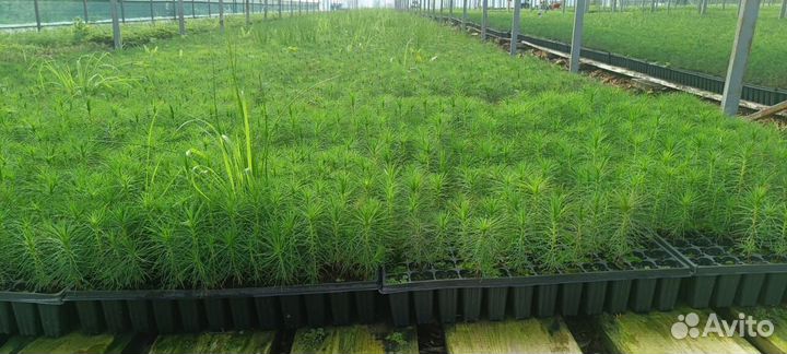 Саженцы ели зкс от производителя