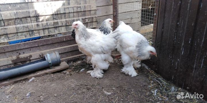 Яи и цыплята брамы и китайской шелковой